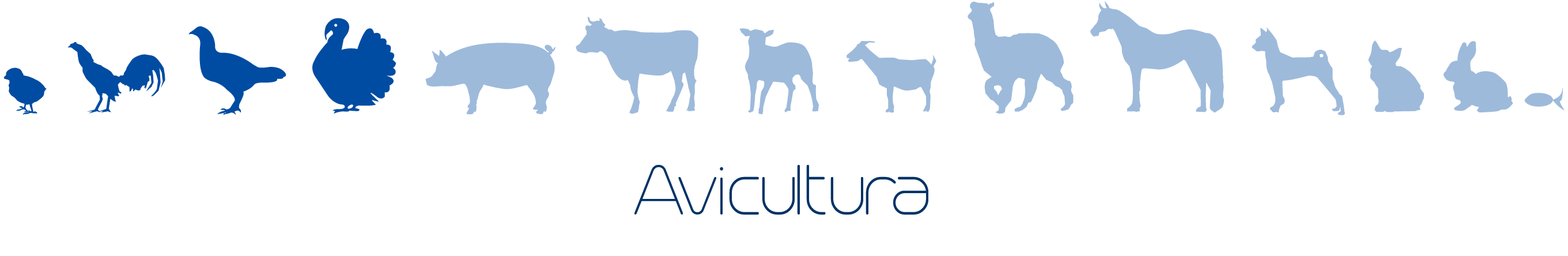 Avicultura