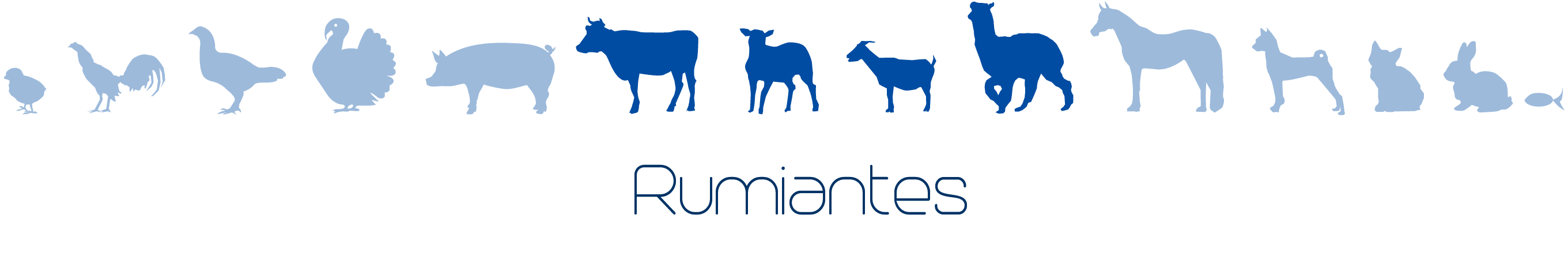 Rumiantes