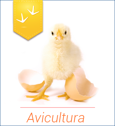 Avicultura