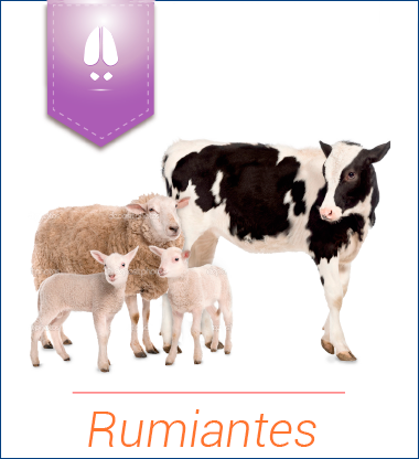 Rumiantes