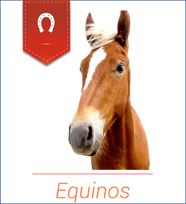 Equinos