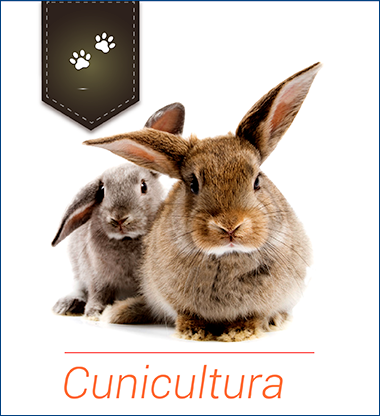 Cunicultura